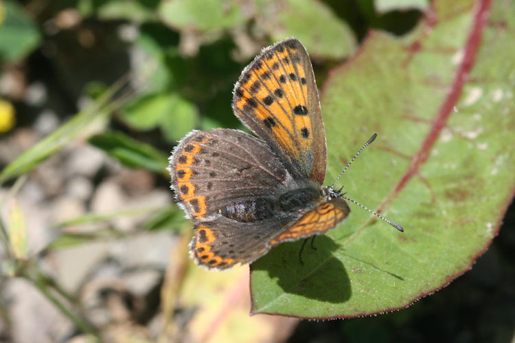 Lycaena tityrus: Bild 15