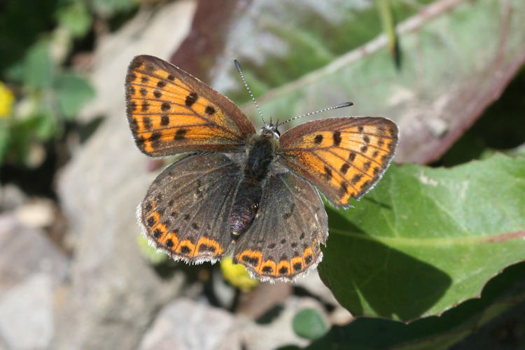 Lycaena tityrus: Bild 16