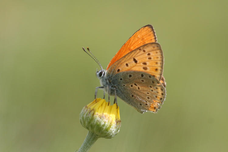 Lycaena kurdistanica: Bild 2