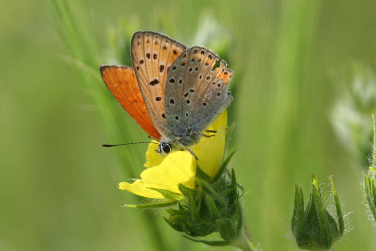 Lycaena kurdistanica: Bild 3