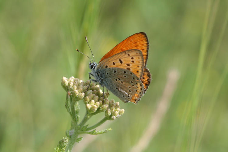 Lycaena kurdistanica: Bild 4