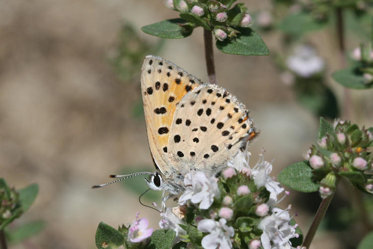 Lycaena ochimus: Bild 9