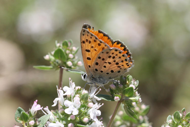 Lycaena ochimus: Bild 10