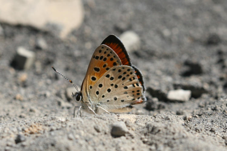 Lycaena ochimus: Bild 11