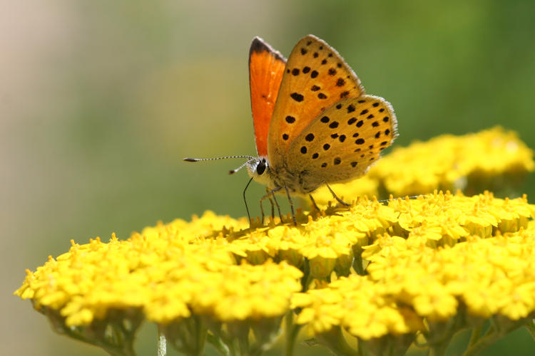 Lycaena ochimus: Bild 12