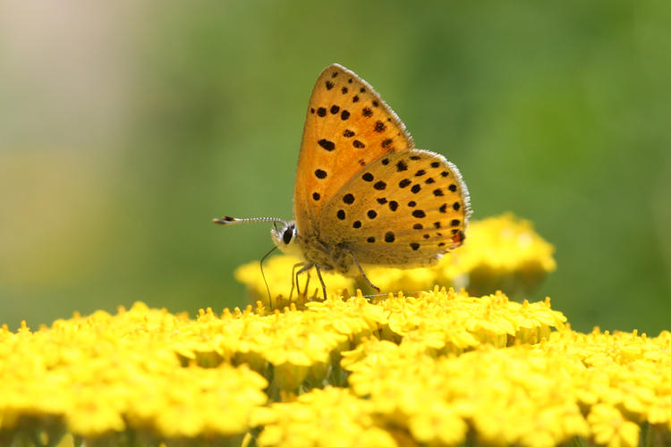 Lycaena ochimus: Bild 13