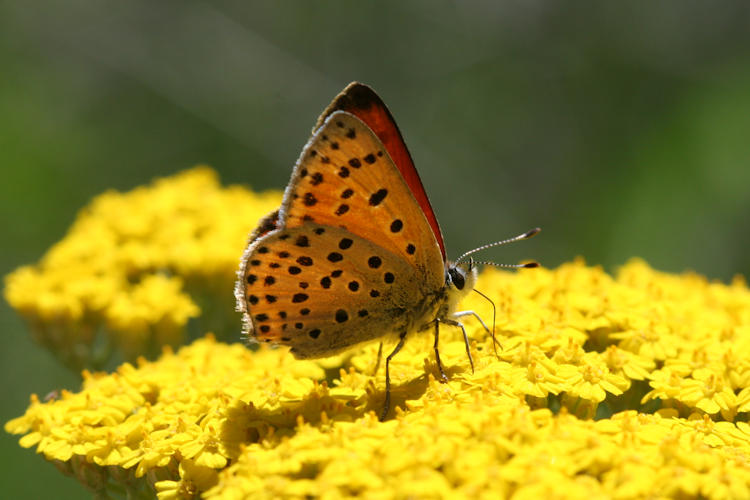 Lycaena ochimus: Bild 14