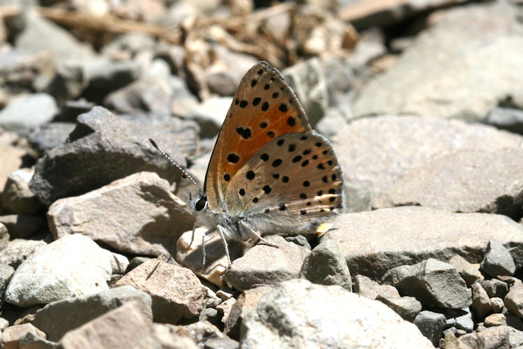 Lycaena ochimus: Bild 15