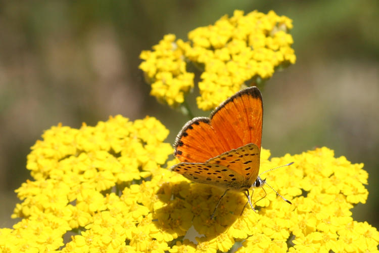 Lycaena ochimus: Bild 3