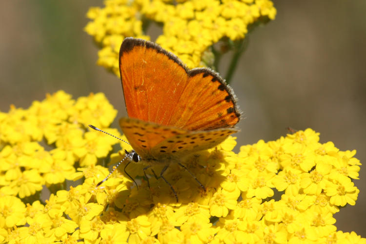 Lycaena ochimus: Bild 6