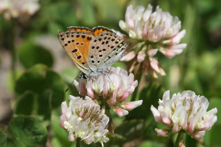 Lycaena ochimus: Bild 20