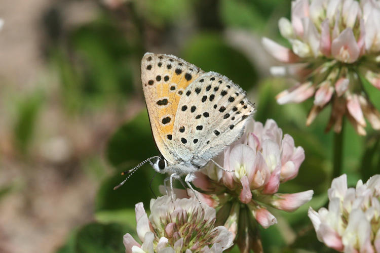 Lycaena ochimus: Bild 21