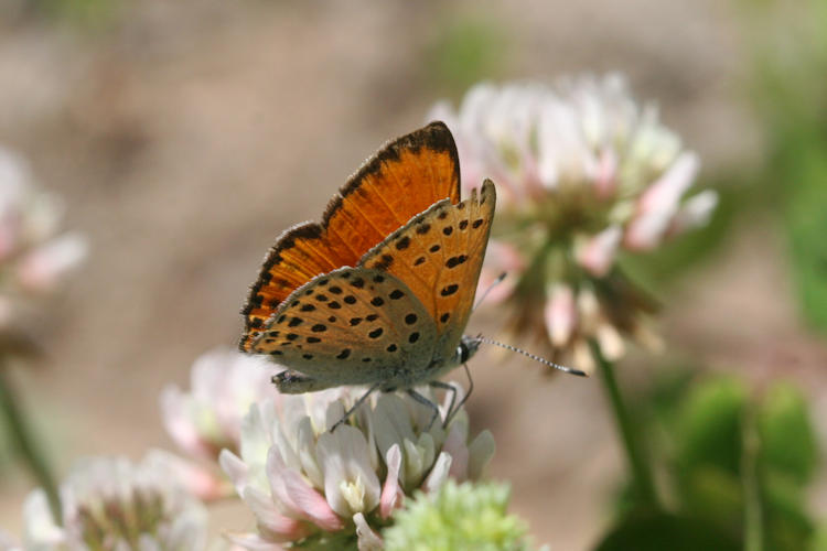 Lycaena ochimus: Bild 22