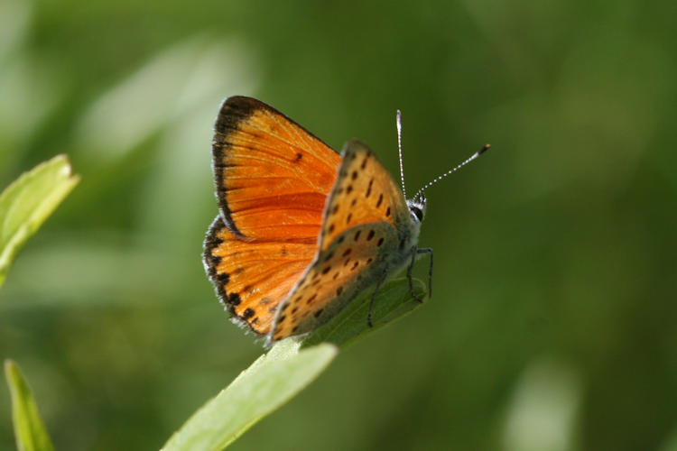 Lycaena ochimus: Bild 7