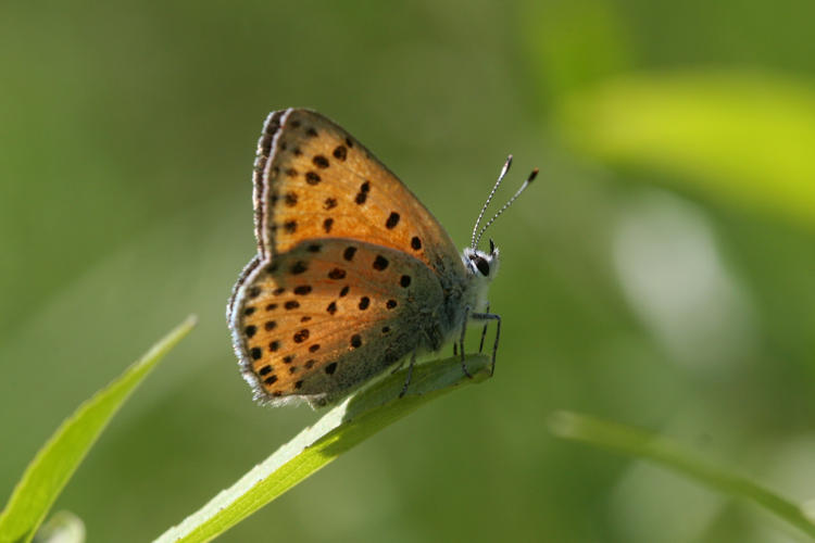 Lycaena ochimus: Bild 19