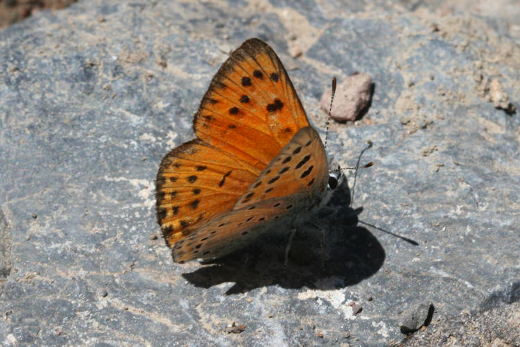 Lycaena asabinus: Bild 2