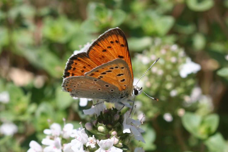 Lycaena asabinus: Bild 6