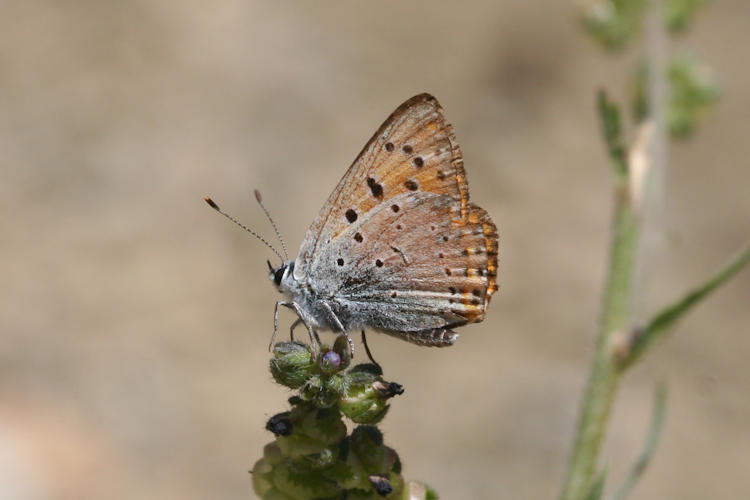 Lycaena asabinus: Bild 12