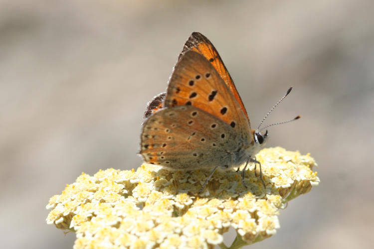 Lycaena asabinus: Bild 8