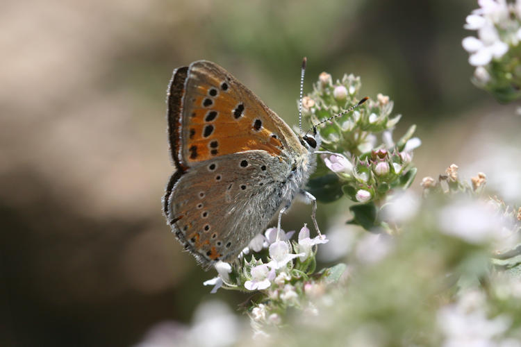 Lycaena asabinus: Bild 9