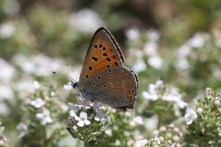 Lycaena asabinus: Bild 10