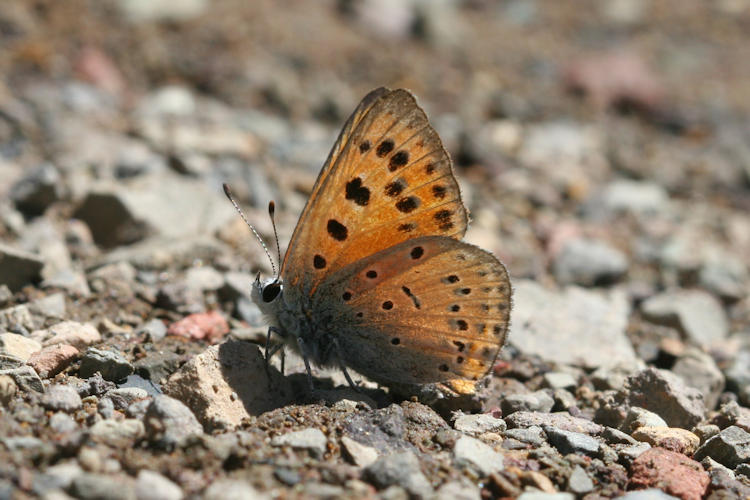 Lycaena asabinus: Bild 5