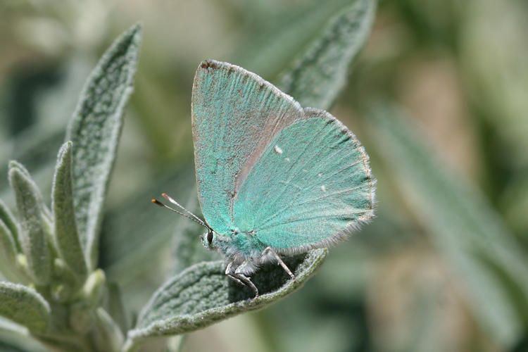 Callophrys danchenkoi: Bild 1