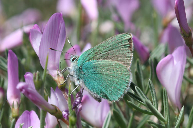 Callophrys paulae: Bild 2