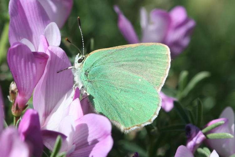 Callophrys paulae: Bild 3