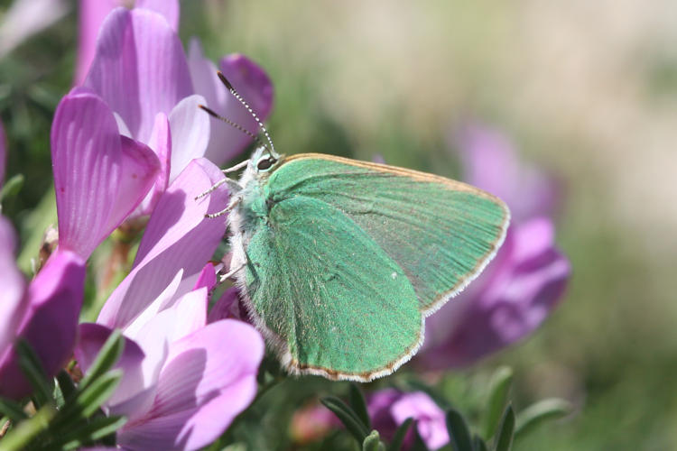 Callophrys paulae: Bild 4