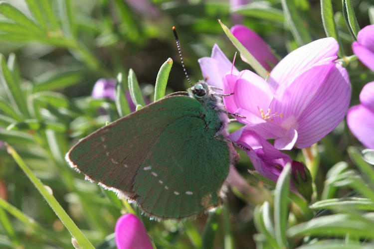 Callophrys paulae: Bild 7