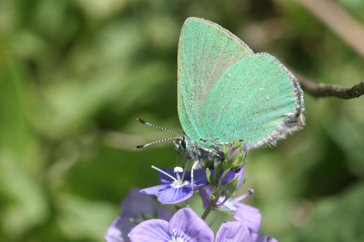 Callophrys sp. (rubi armeniaca, danchenkoi, paulae): Bild 1