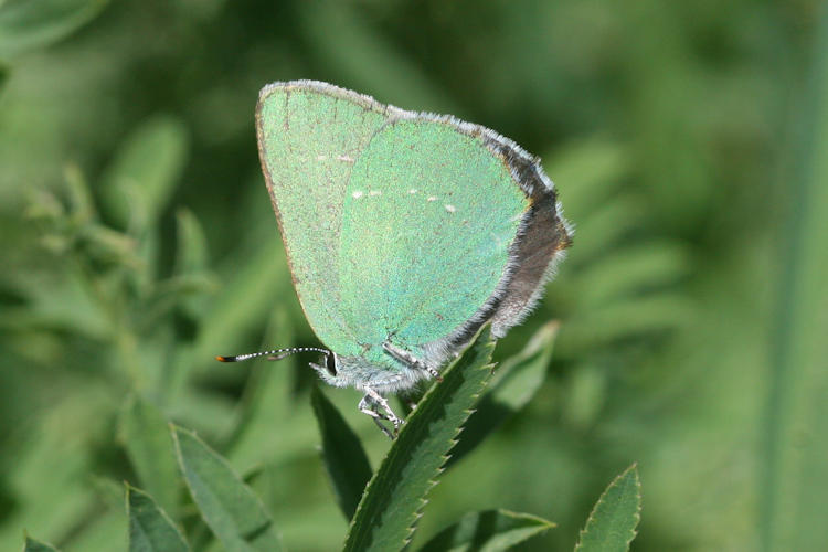 Callophrys sp. (rubi armeniaca, danchenkoi, paulae): Bild 2