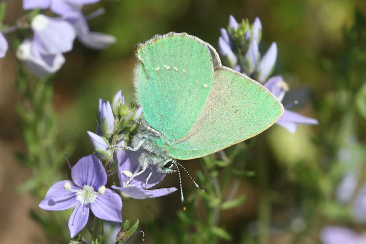 Callophrys sp. (rubi armeniaca, danchenkoi, paulae): Bild 3