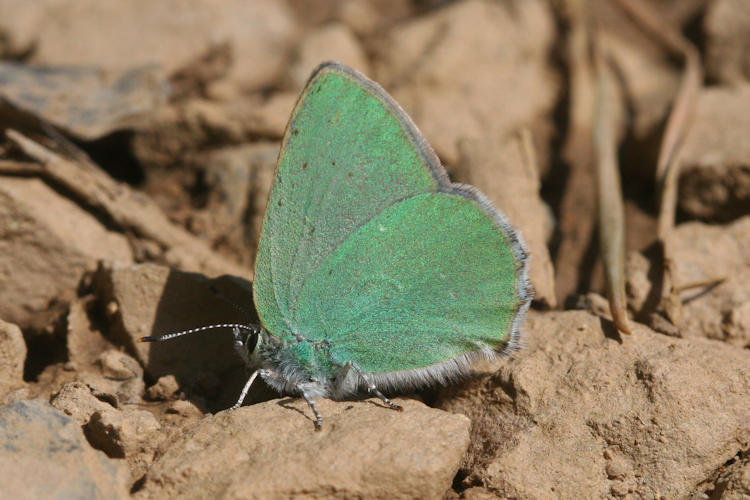 Callophrys sp. (rubi armeniaca, danchenkoi, paulae): Bild 5