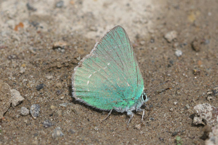 Callophrys paulae: Bild 9