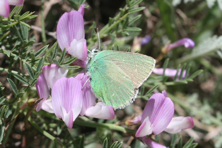 Callophrys paulae: Bild 10