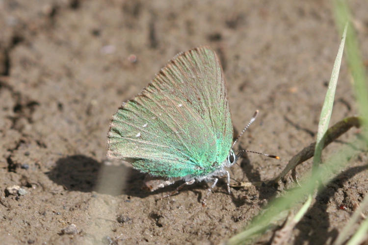 Callophrys sp. (rubi armeniaca, danchenkoi, paulae): Bild 6