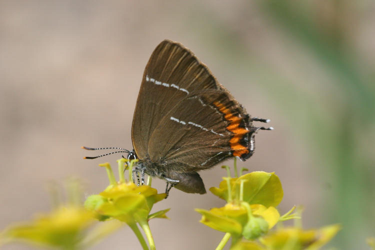 Satyrium w-album: Bild 4