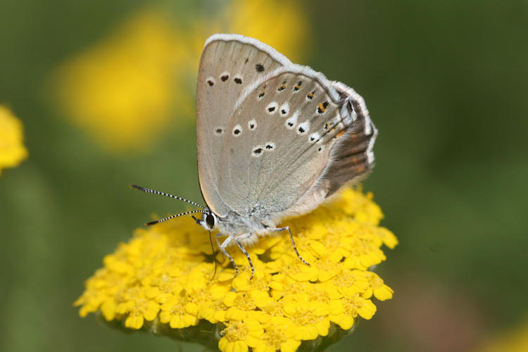 Satyrium ledereri: Bild 1