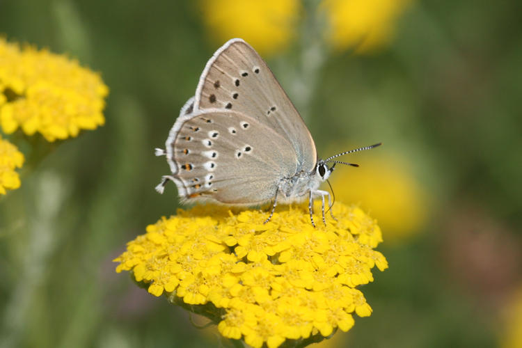 Satyrium ledereri: Bild 2