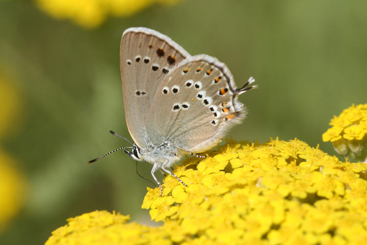 Satyrium ledereri: Bild 4