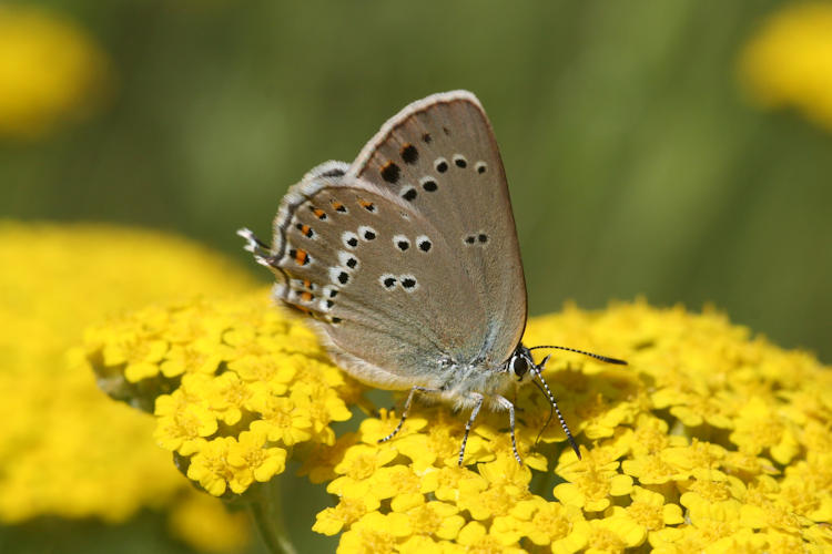 Satyrium ledereri: Bild 5