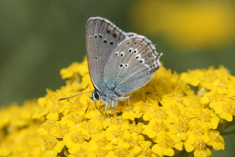 Satyrium ledereri: Bild 6