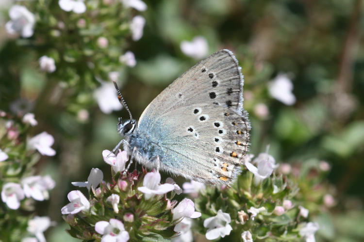 Satyrium ledereri: Bild 9