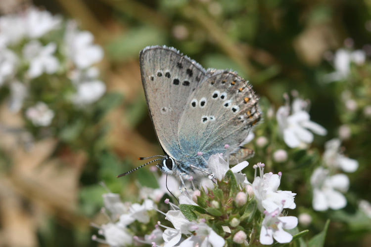 Satyrium ledereri: Bild 10