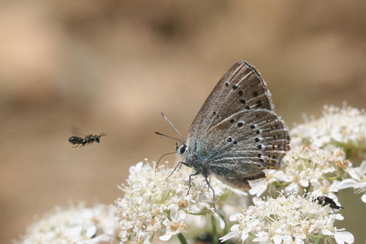 Satyrium ledereri: Bild 11