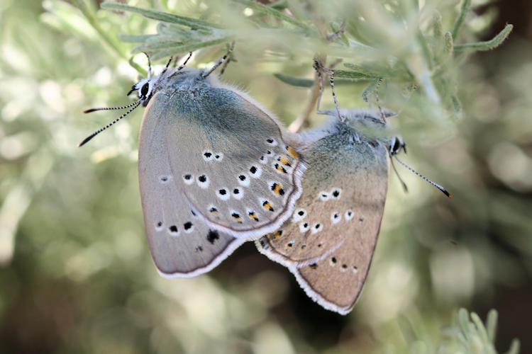 Satyrium ledereri: Bild 19