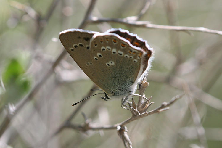 Satyrium ledereri: Bild 12