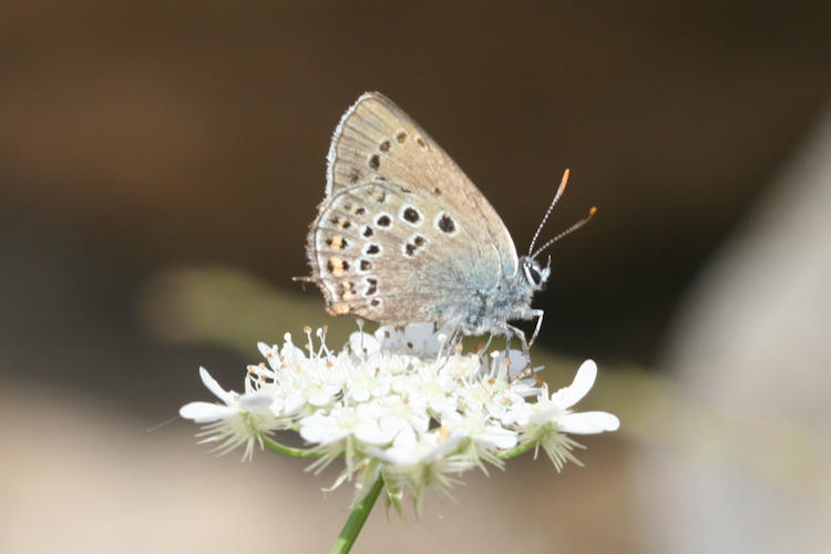 Satyrium hyrcanica: Bild 1